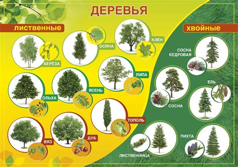 Виды и видовые характеристики среднерослых деревьев