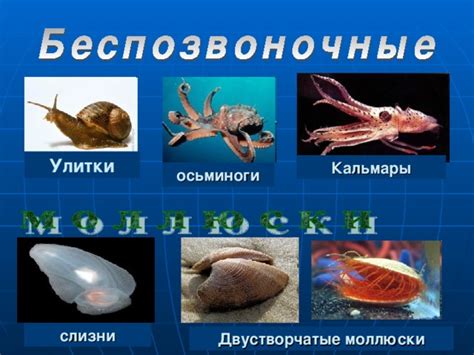 Виды эксплуатации животных