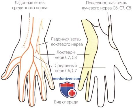 Вид запястья и его символика