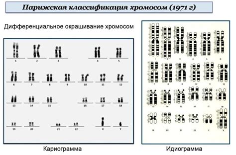 Влияние молекулярного кариотипа arr 1 22 x2 на развитие человека