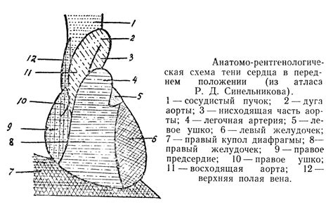 Влияние расширенной тени сердца на здоровье