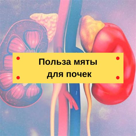 Влияние salt boost на почки