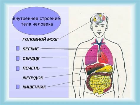 Внутренние и внешние причины щекотания внутри тела