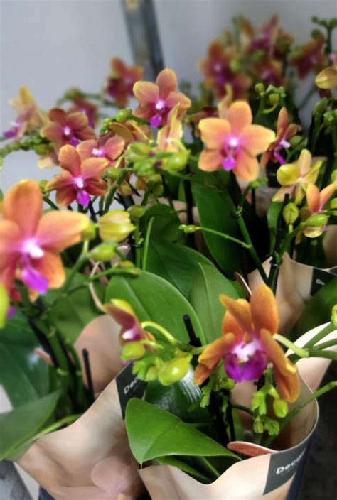 Восковая структура