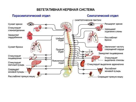 Высокий уровень автономной нервной системы