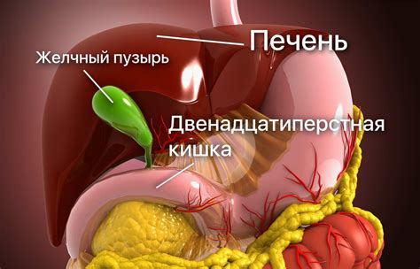 Высыхание желчного пузыря
