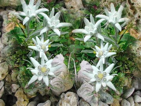 Загадка цветочных символов: эдельвейс в мировой культуре и мифологии