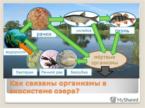 Запрудные озера в экосистеме, уникальные черты и их значимость