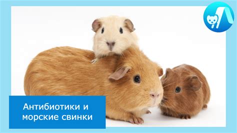 Зевание как способ коммуникации у морской свинки