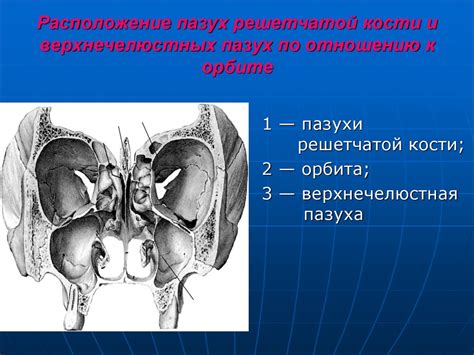 Значение жеста трения носа