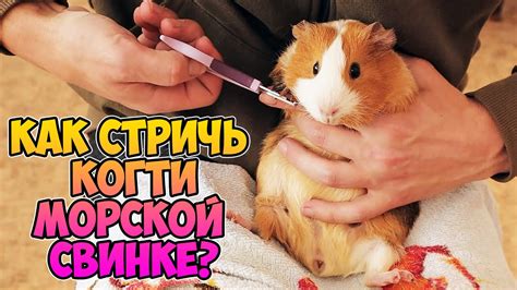 Значение зевания для здоровья морской свинки