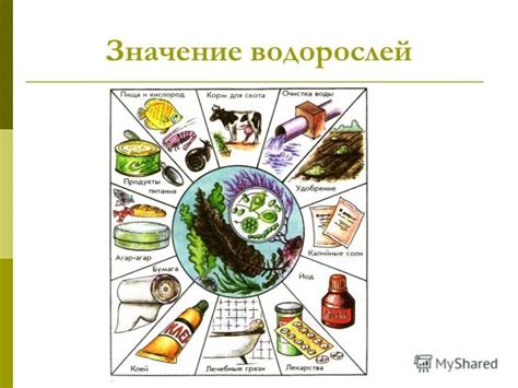 Значение и использование в прошлом