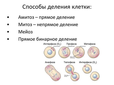 Значение клеточного детрита для человека