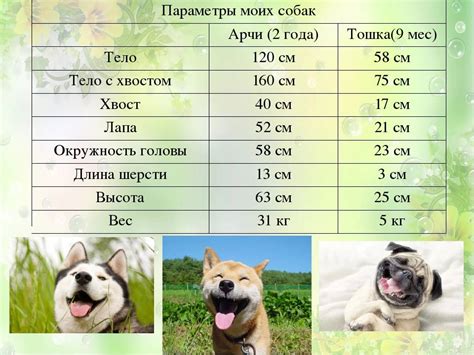 Значение клички Лаки для собаки