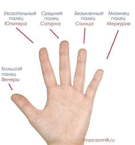 Значение коротких пальцев рук у женщин