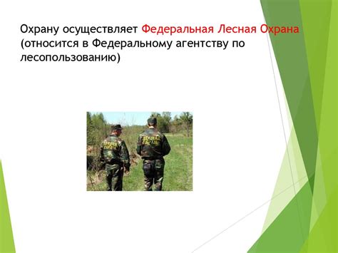 Значение охраны лесов