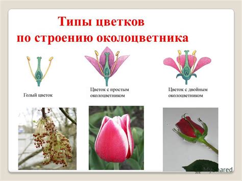 Значение редуцированного околоцветника