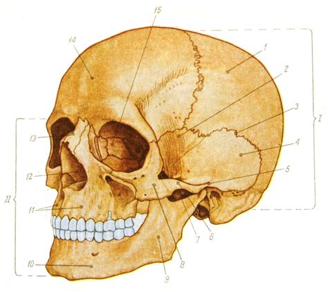 Значение шеврона черепа в разных культурах
