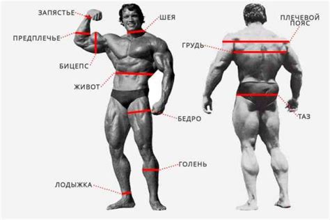 Значение широких плеч у мужчин
