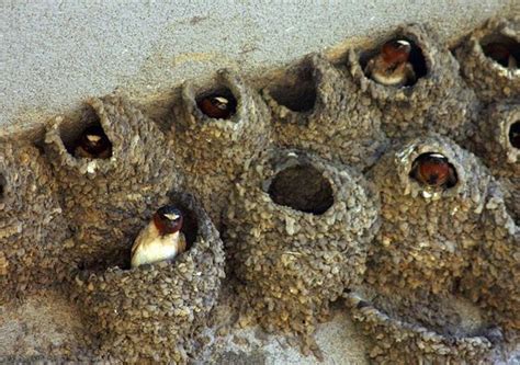 Значение этимологического гнезда