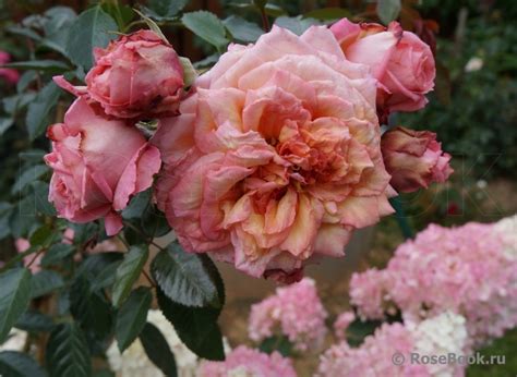 Известные Наташи