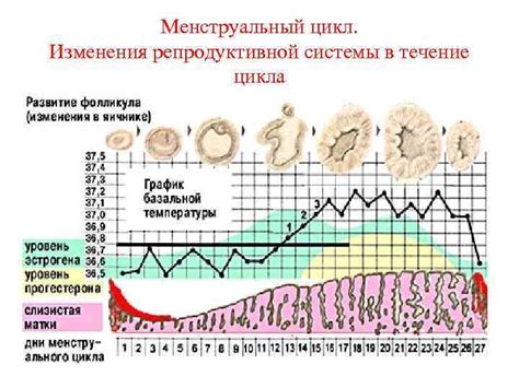 Изменения в репродуктивной системе