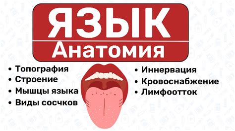 Изучение мужского языка тела
