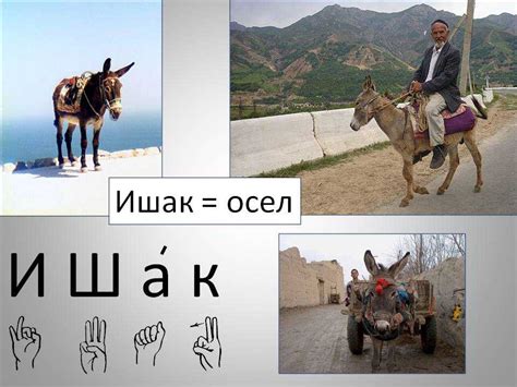 Ишак и падишах: их значение и правильное использование