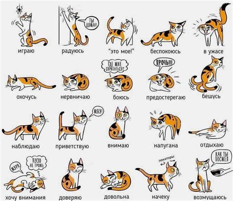 Какое поведение кота может быть связано со скребанием входной двери