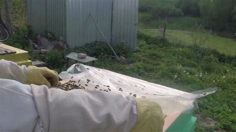 Как избежать подброса дохлой курицы