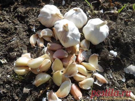 Как определить наличие чеснока под кроватью