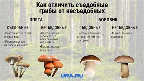 Как отличить виды кунков