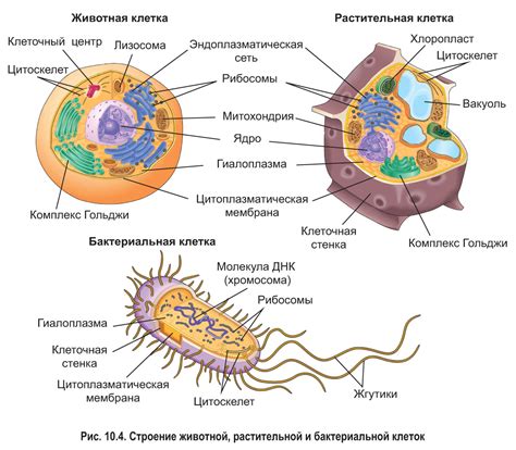 Клеточные процессы: основа жизни