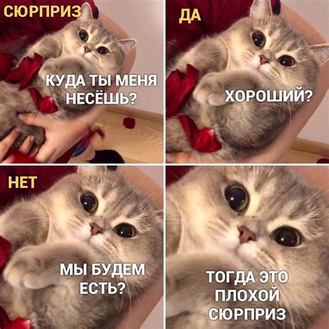 Котики как популярные мемы в интернете