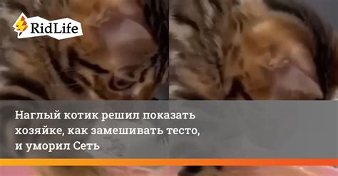 Котик как термин ласкательности
