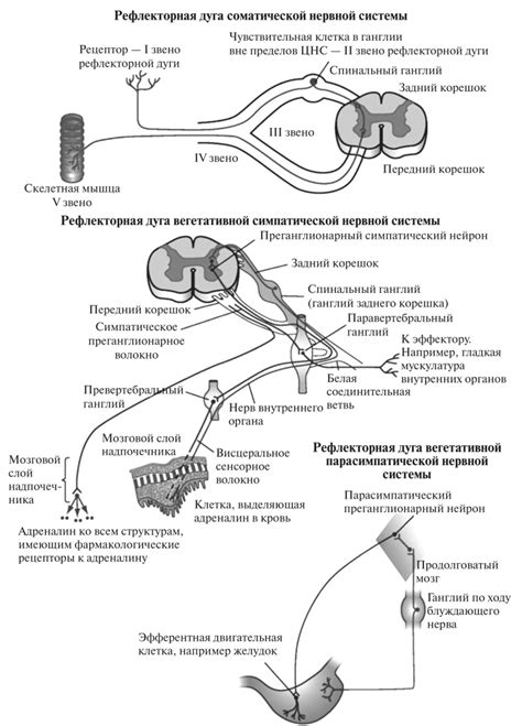 Краснеющий нос: возможные причины и связь с нервной системой