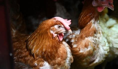 Курица – происхождение и употребление в жаргоне