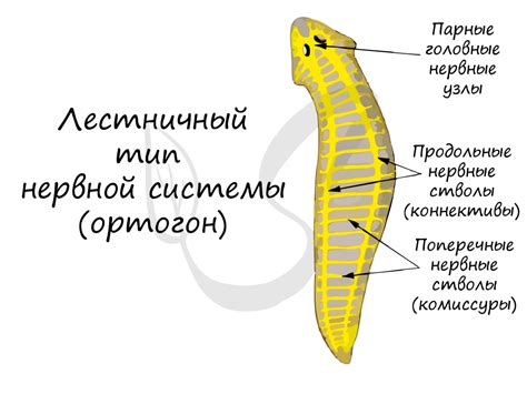 Лестничный тип нервной системы: что это и его примеры