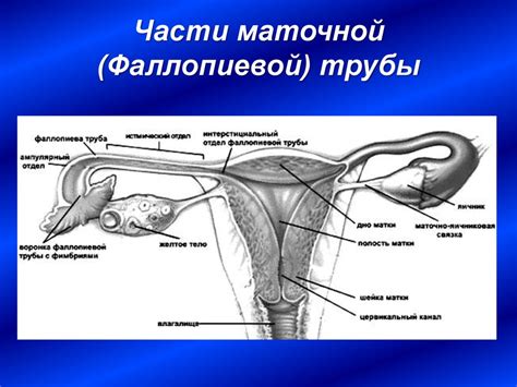 Маточная труба извитая: определение и причины возникновения