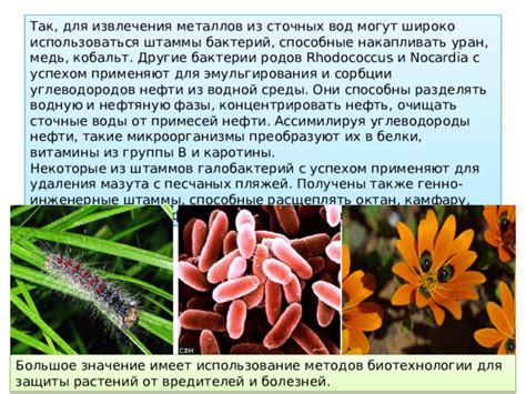 Микроорганизмы как основа промышленных процессов