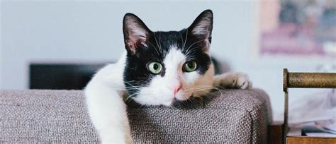 Мимимишные повадки и их значение