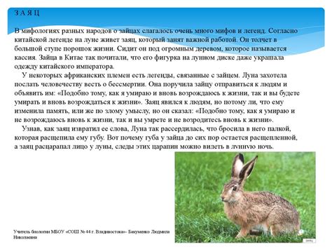Мифы и легенды о подбрасывании дохлых крыс