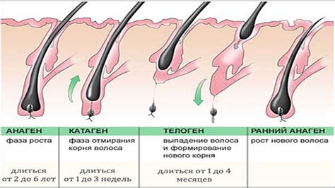 Наследственность - ключевой фактор отсутствия роста волос под мышкой