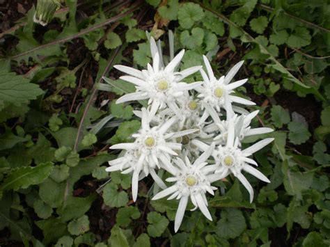 Необычные свойства эдельвейса: обнаруживаем его лечебные качества