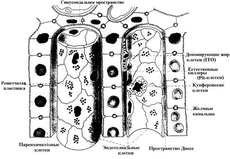 Образование клеточного детрита