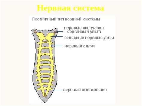 Определение лестничного типа нервной системы