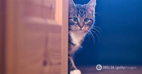 Основные причины, по которым коты скребут входную дверь