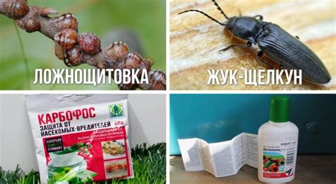 Особенности безъядерных чешуйок