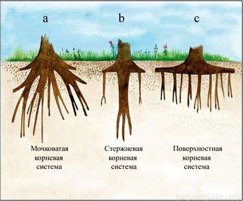 Особенности корневой системы среднерослых деревьев
