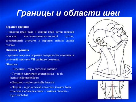 О поддержке головы и шеи